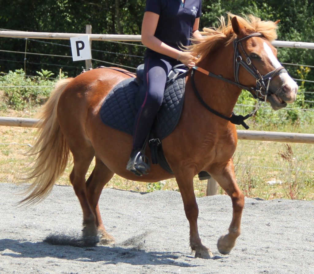 poney_enfant_balade