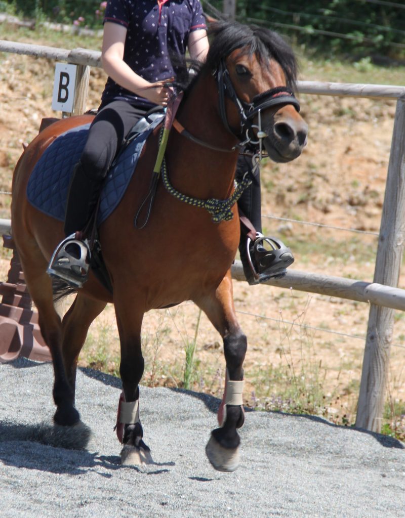 pottock_poney_jeux_enfant