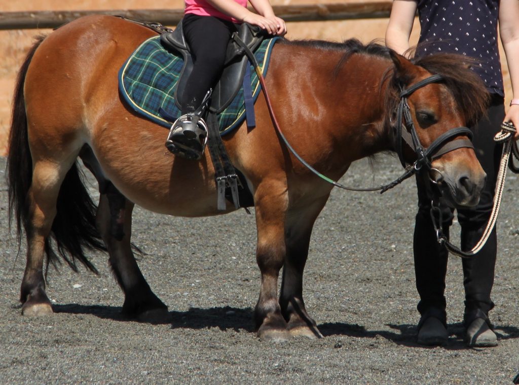jeux_poney_shet