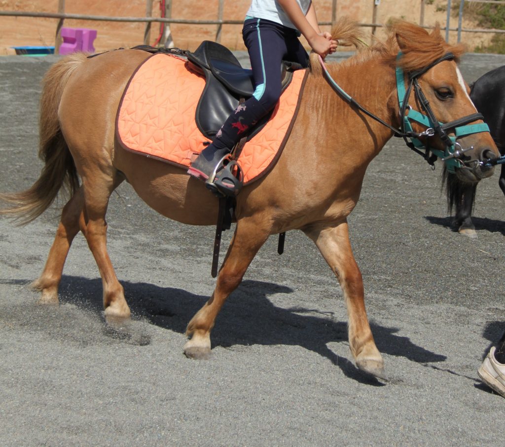 poney_shet_jeux
