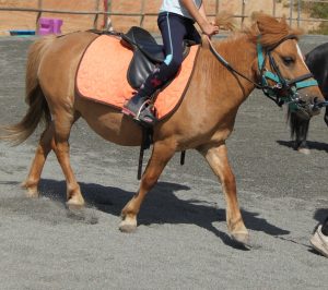 poney_shet_jeux